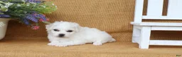Bichon Frise dogs for sale: Ava - Ad 6