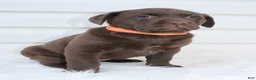 Labrador Retriever dogs for sale: Molly AKC - Ad 2