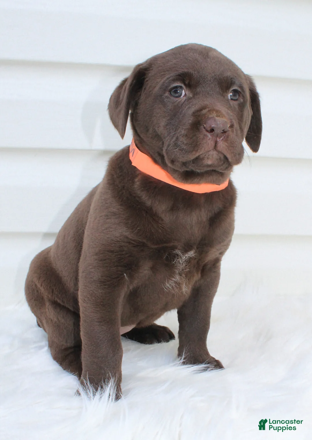 Labrador Retriever dogs for sale: Molly AKC - Ad 2