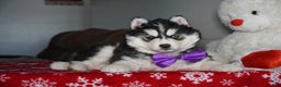 Siberian Husky dogs for sale: North - Ad 2