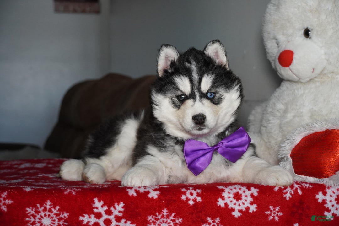 Siberian Husky dogs for sale: North - Ad 2