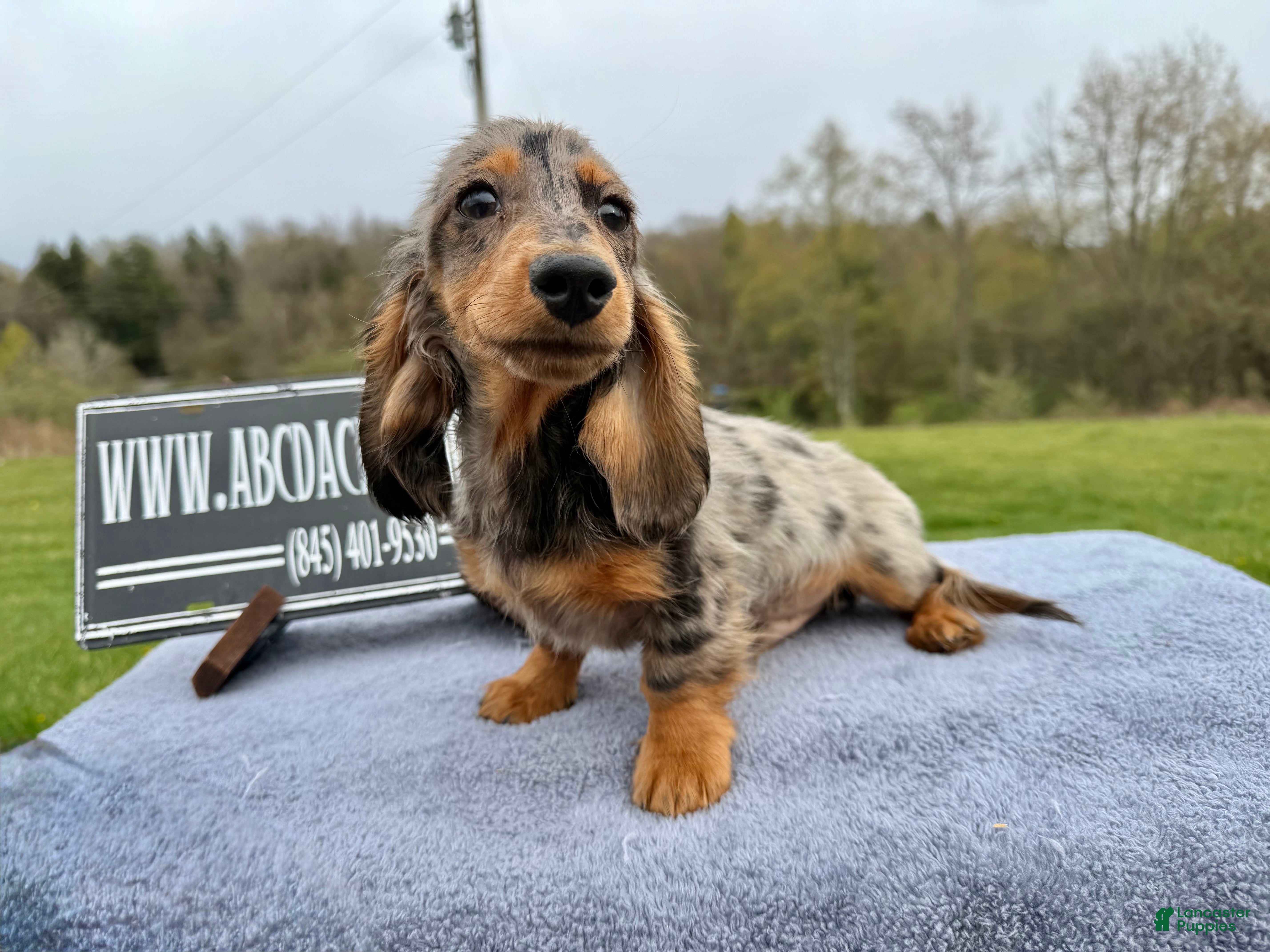 Miniature Dachshund dogs AKC Show Dapple- Russian - Ad 39