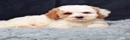 Mini Goldendoodle dogs for sale: Mr. Silas - Ad 8