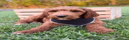 Irish Doodle dogs for sale: Cody - Ad 19