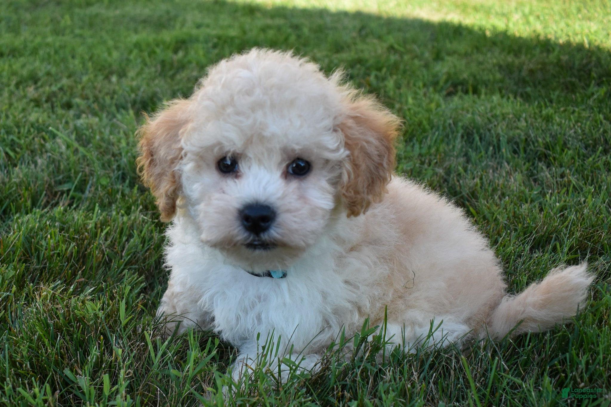 Maltipoo dogs Franklin 🐶 - Ad 1