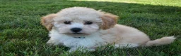 Maltipoo dogs for sale: Franklin 🐶 - Ad 1