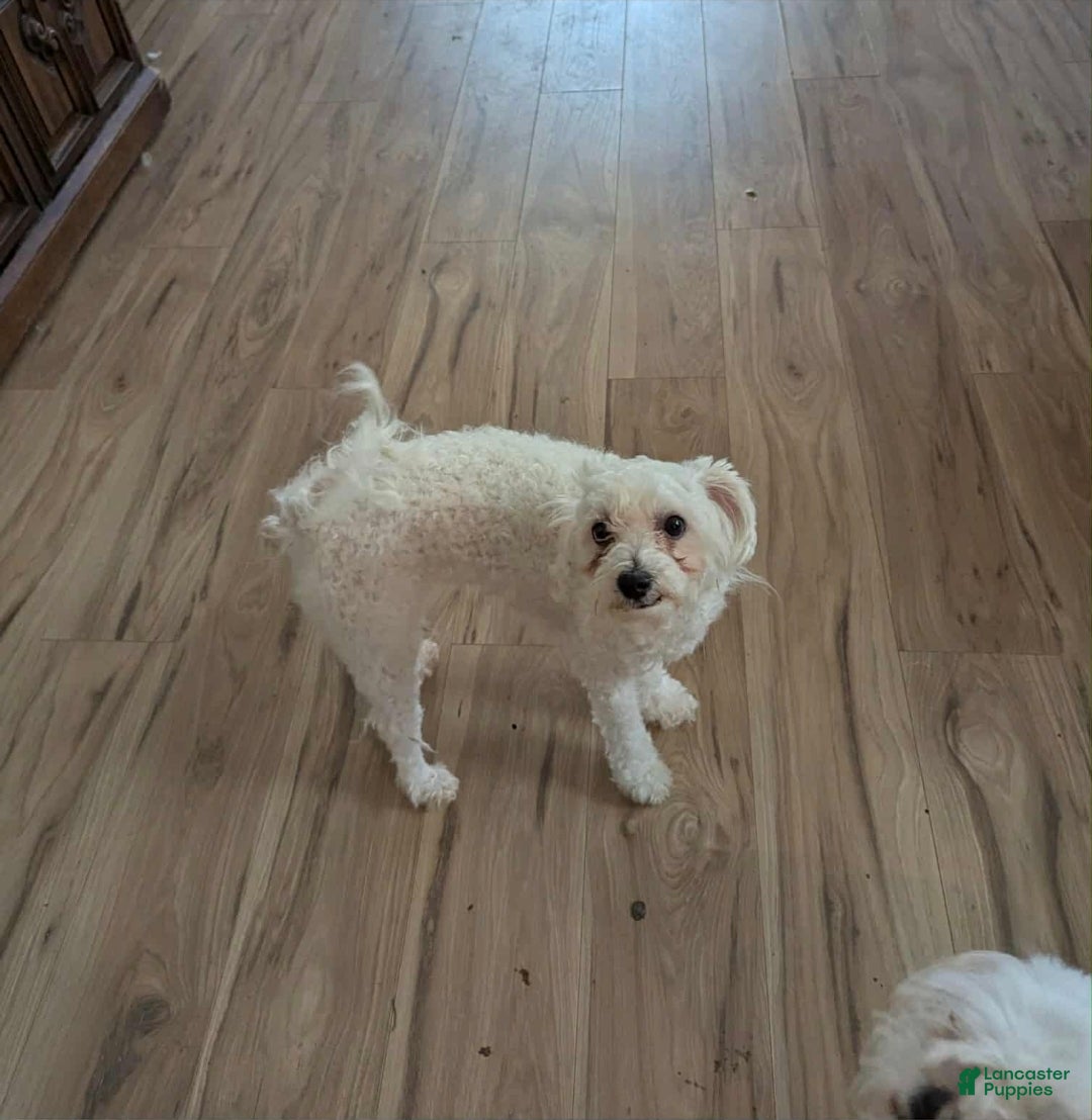 Miniature Poodle dogs for sale: Fleur - Ad 2