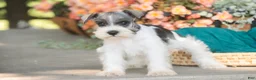 Miniature Schnauzer dogs for sale: Quinn Miniature Schnauzer  - Ad 8