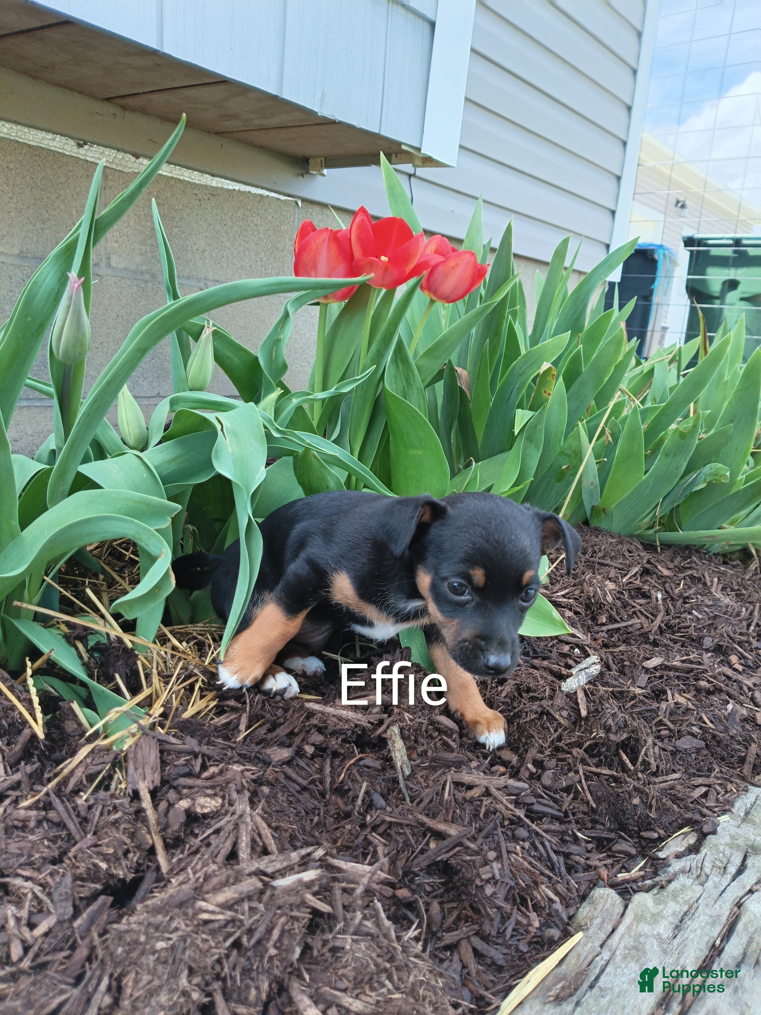 Chihuahua dogs Chihuahua Puppy 2 - Ad 12