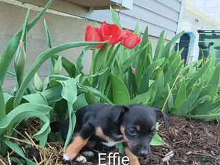 Chihuahua dogs Chihuahua Puppy 2 - Ad 40