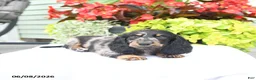 Miniature Dachshund dogs for sale: Otis - Ad 3