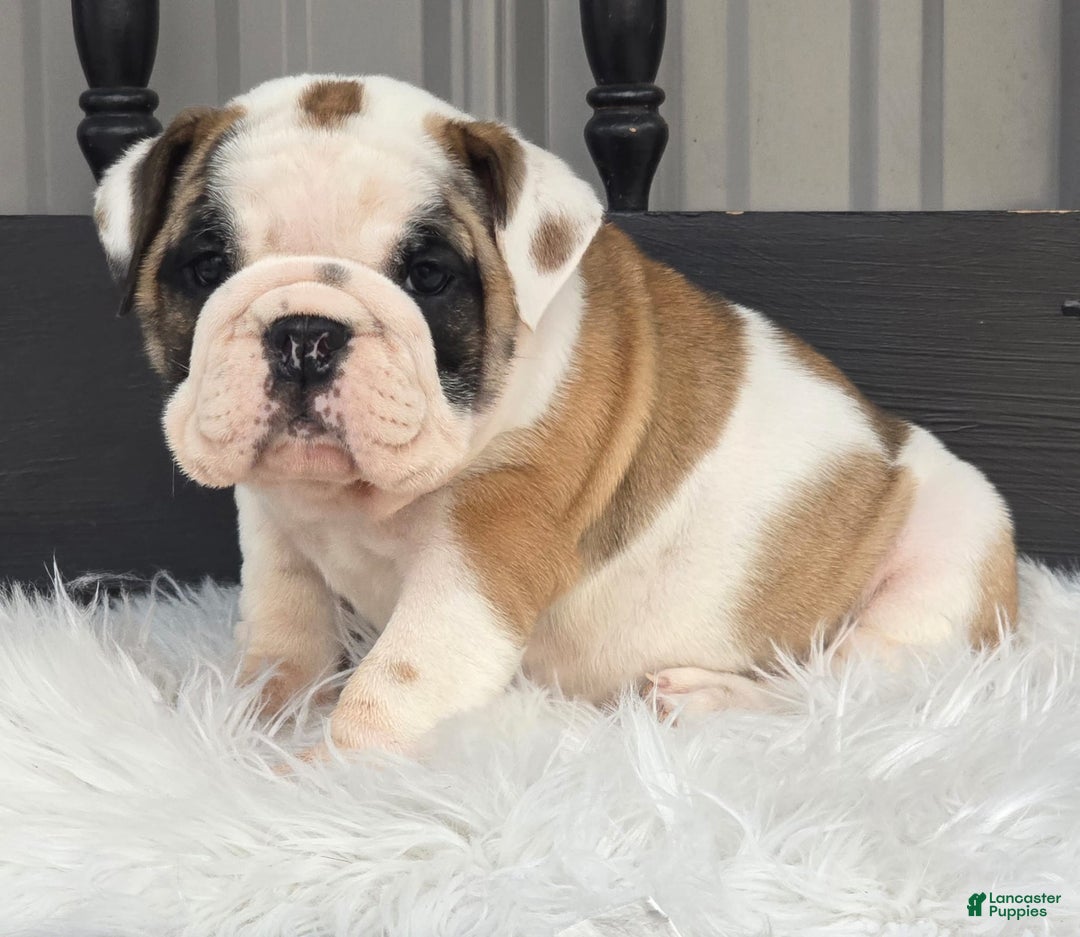 English Bulldog dogs for sale: Bella - Ad 1