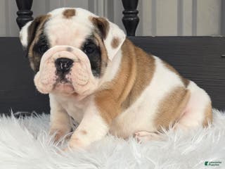 English Bulldog dogs Bella - Ad 1