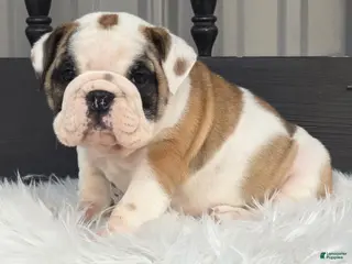 English Bulldog dogs Bella - Ad 8