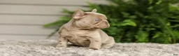 French Bulldog dogs for sale: Anne - Isabella - Ad 4
