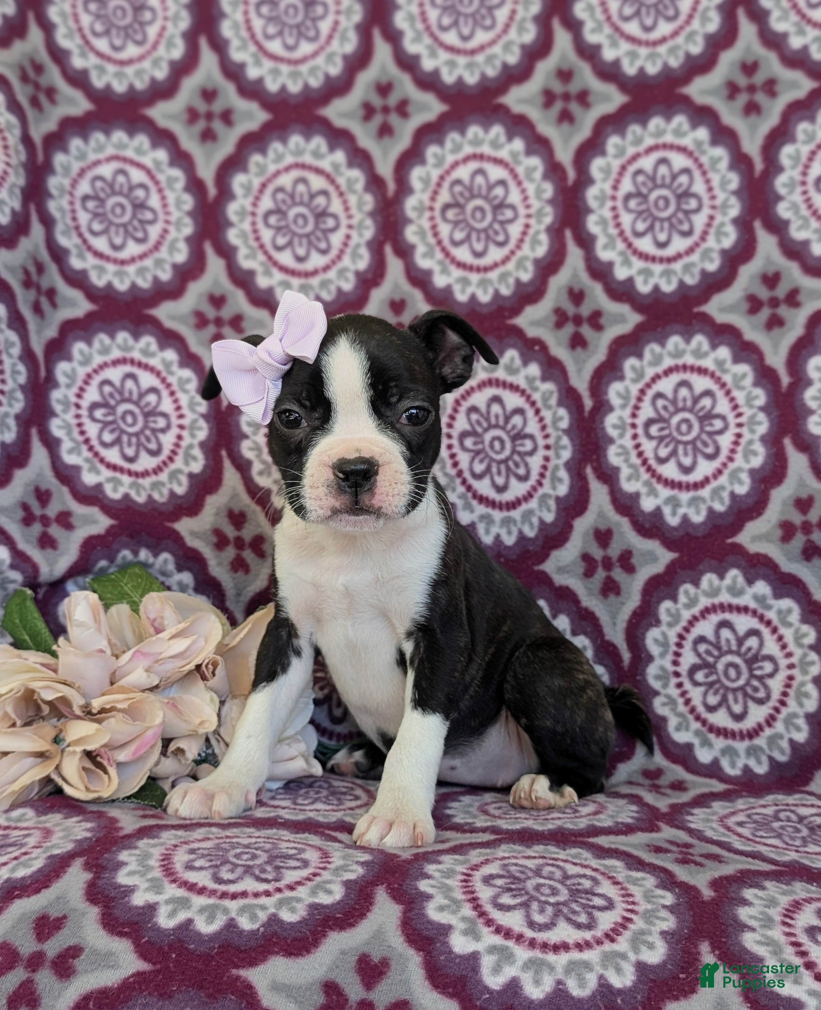 Boston Terrier dogs Savanna - Ad 1