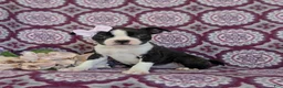 Boston Terrier dogs for sale: Savanna - Ad 1