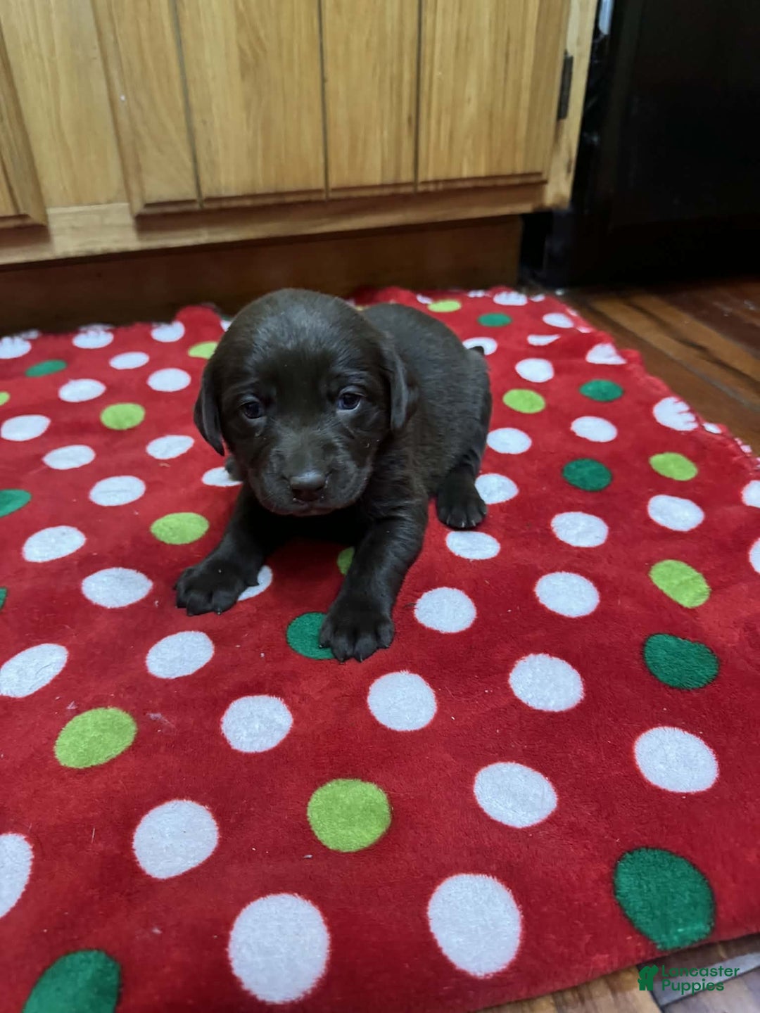 Labrador Retriever dogs for sale: Iris - Ad 5