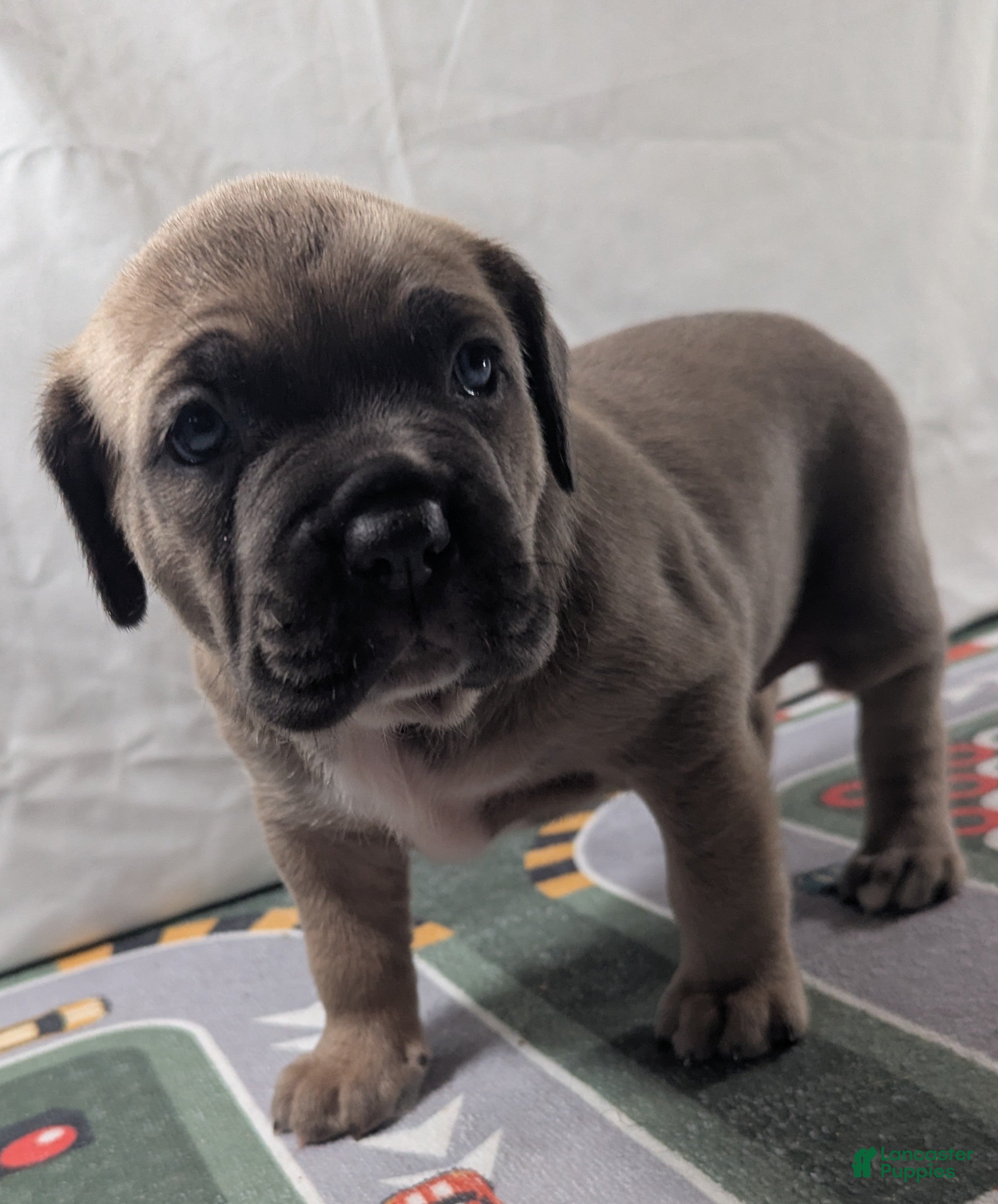 Cane Corso dogs for sale: Aries  - Ad 2