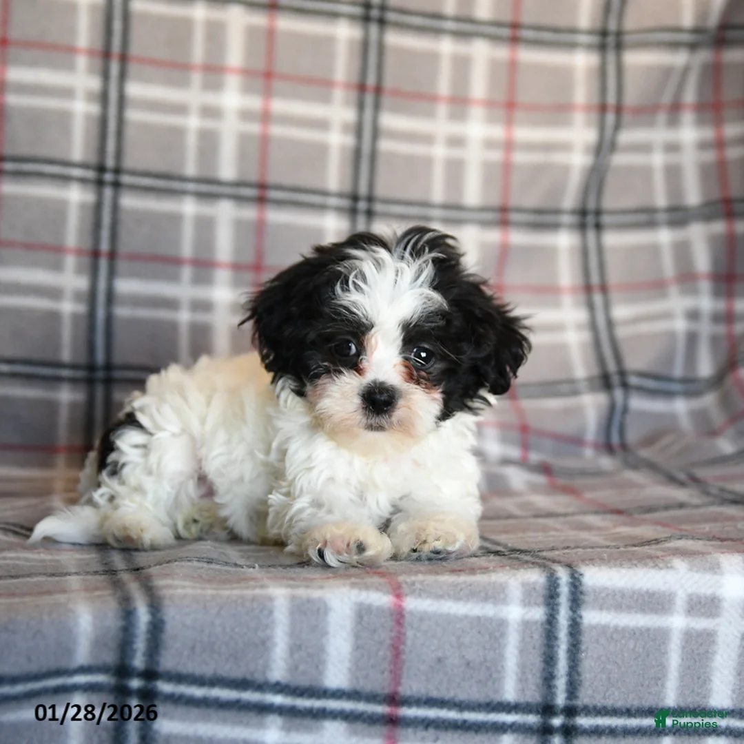 Mixed Breed dogs for sale: Quiche - Ad 2