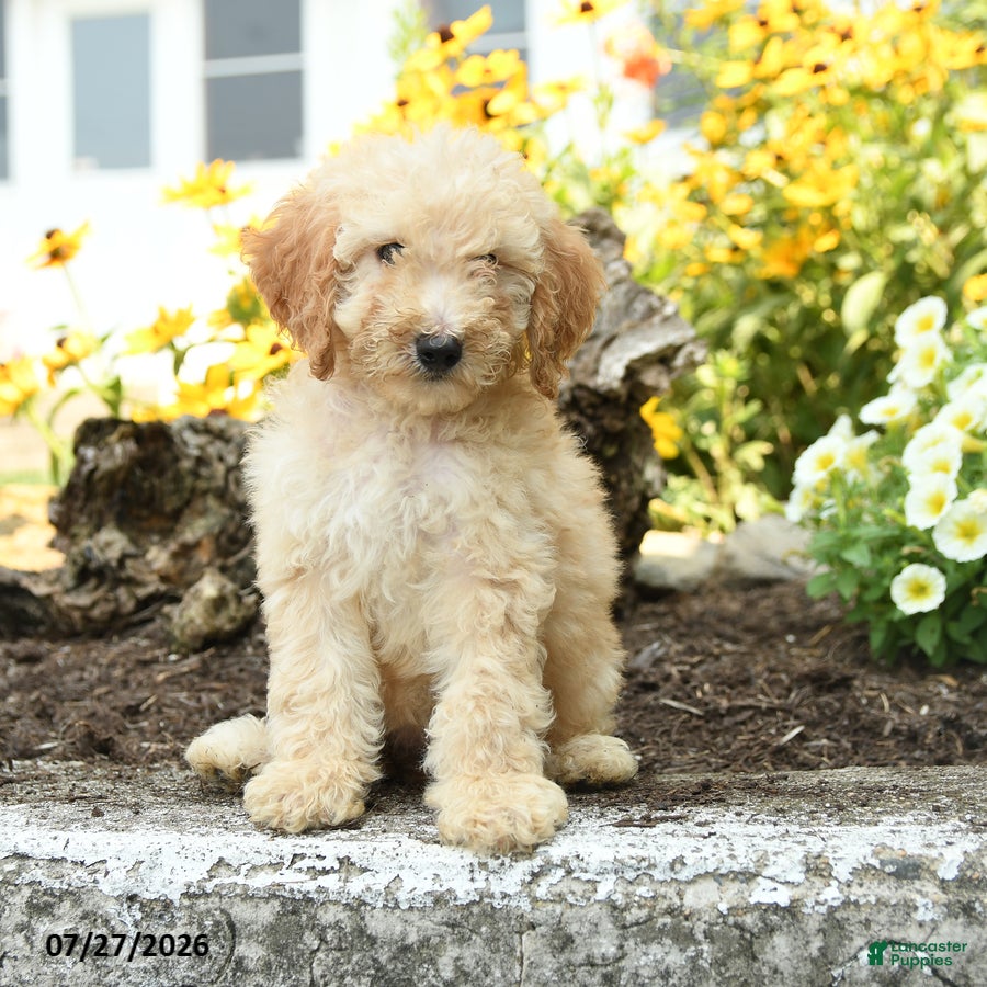 Mini Goldendoodle dogs Trisha - Ad 1