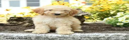 Mini Goldendoodle dogs for sale: Trisha - Ad 1