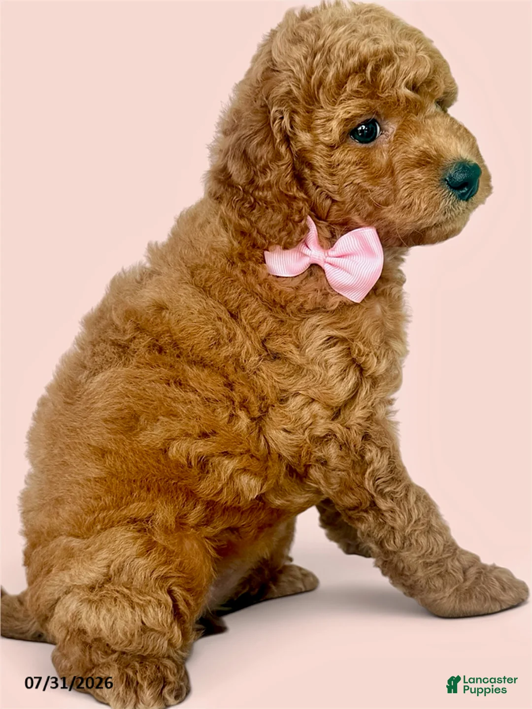 Mini Goldendoodle dogs for sale: Chloe - Ad 2