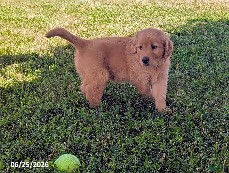 Golden Retriever dogs Tatum - Ad 1