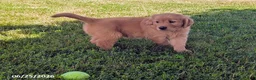 Golden Retriever dogs for sale: Tatum - Ad 1