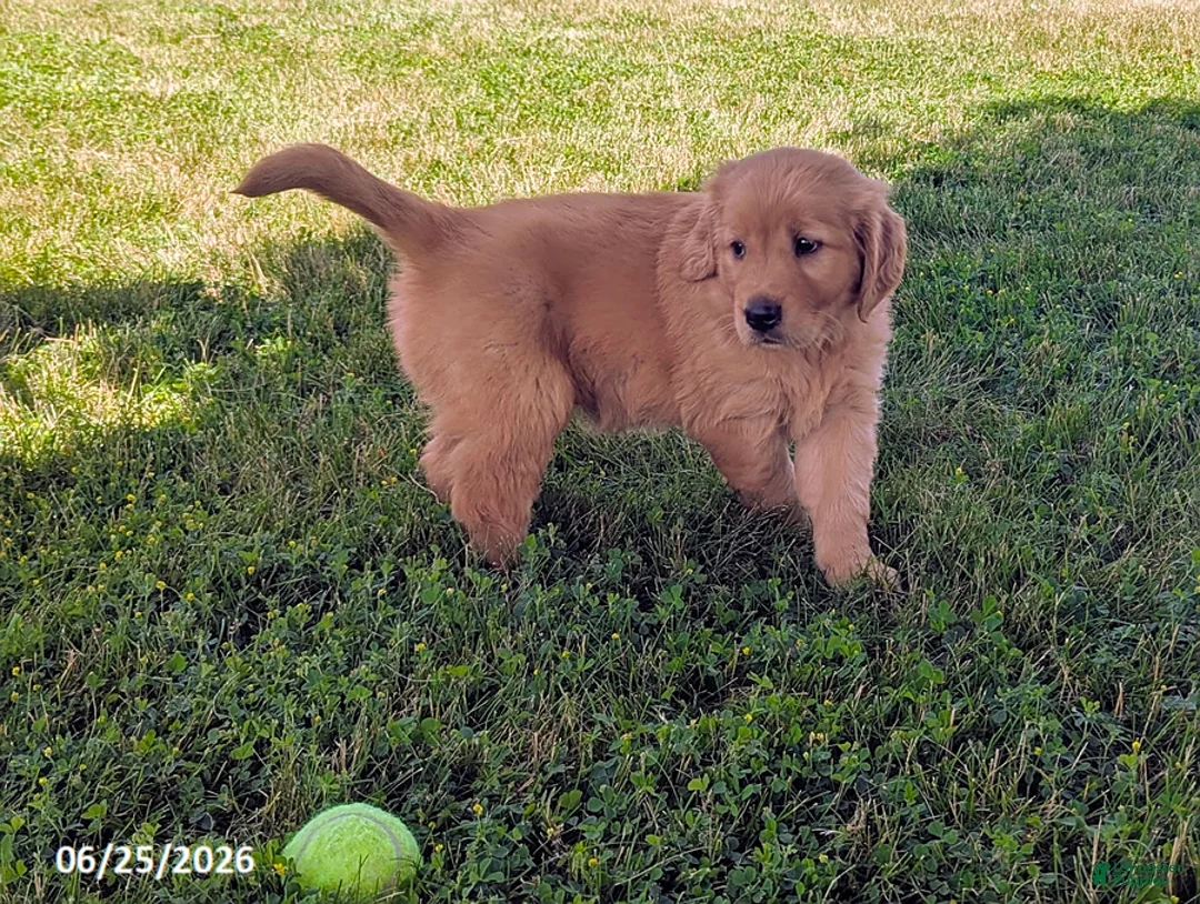 Golden Retriever dogs for sale: Tatum - Ad 1