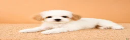 Cavapoo dogs for sale: Peaches - Ad 3
