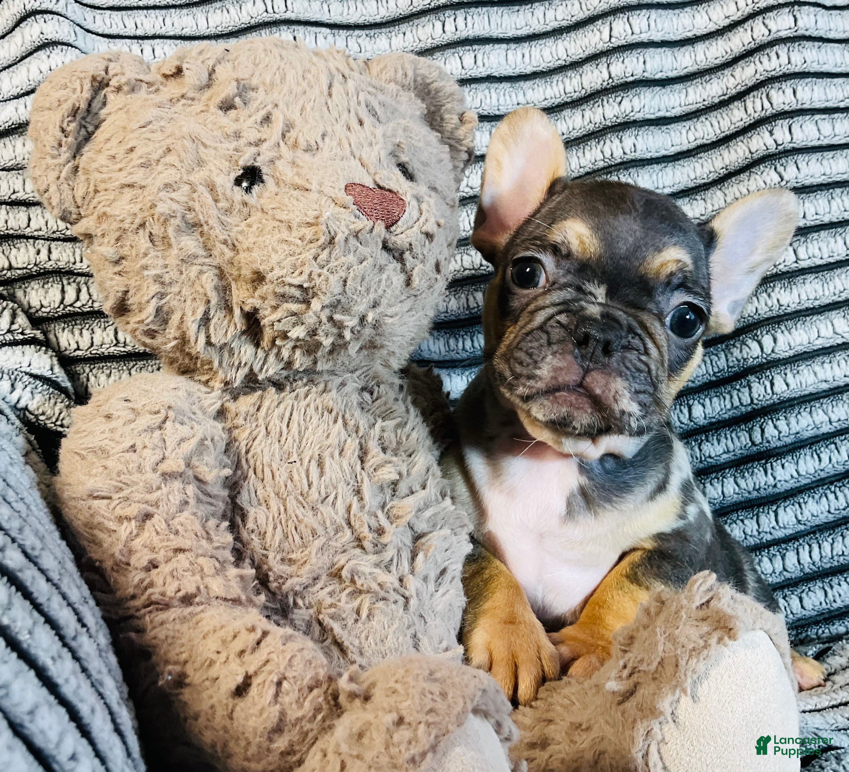 French Bulldog dogs Max  - Ad 30