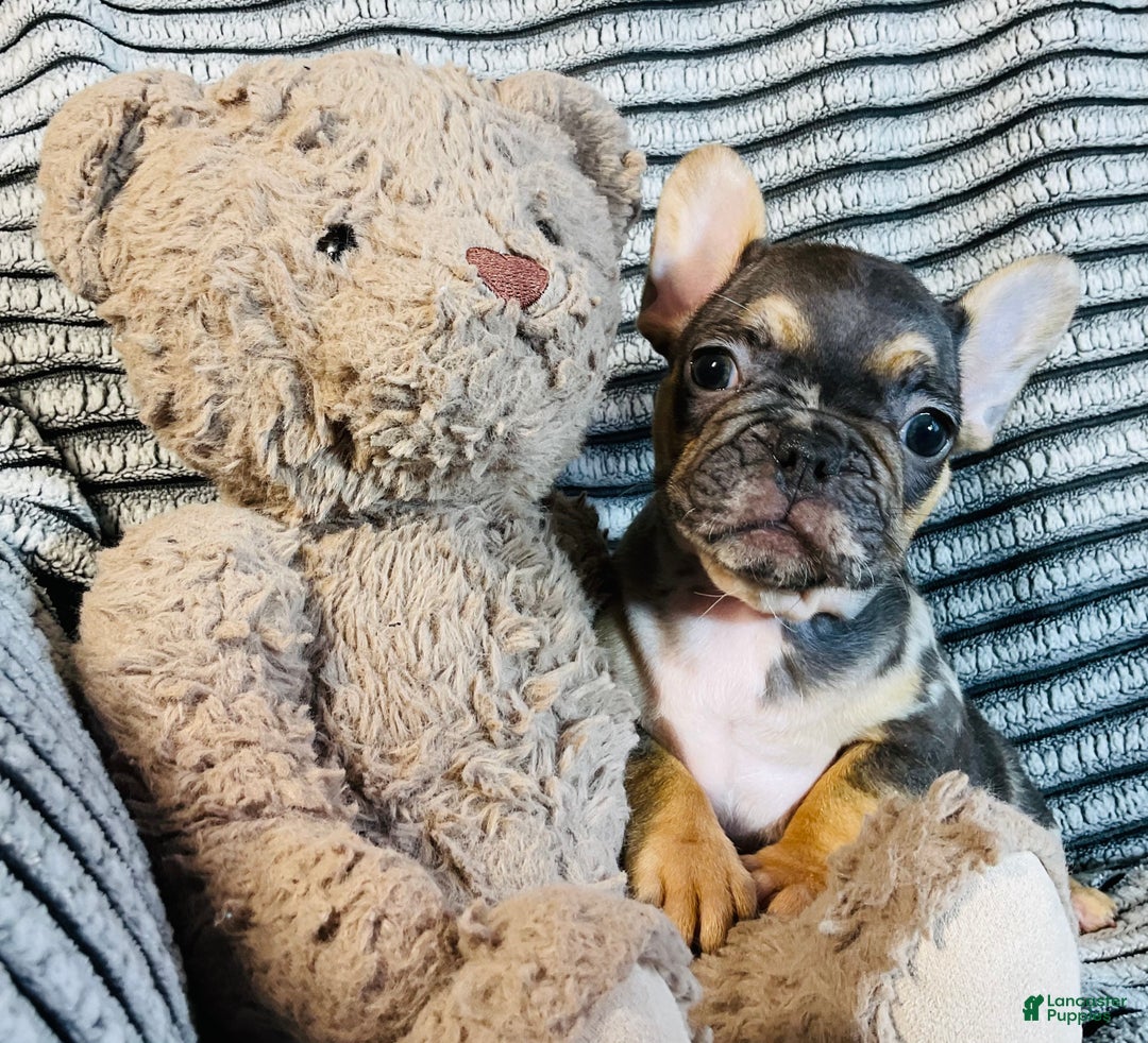 French Bulldog dogs for sale: Max  - Ad 1