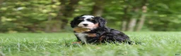 Mini Bernedoodle dogs for sale: Charlie - Ad 5