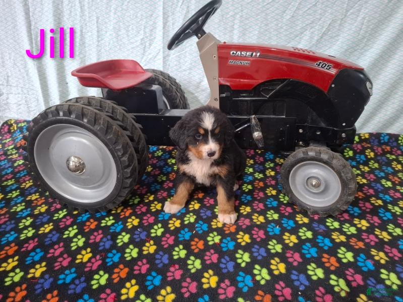 Bernese Mountain Dog dogs Jill - Ad 2