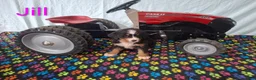 Bernese Mountain Dog dogs for sale: Jill - Ad 2
