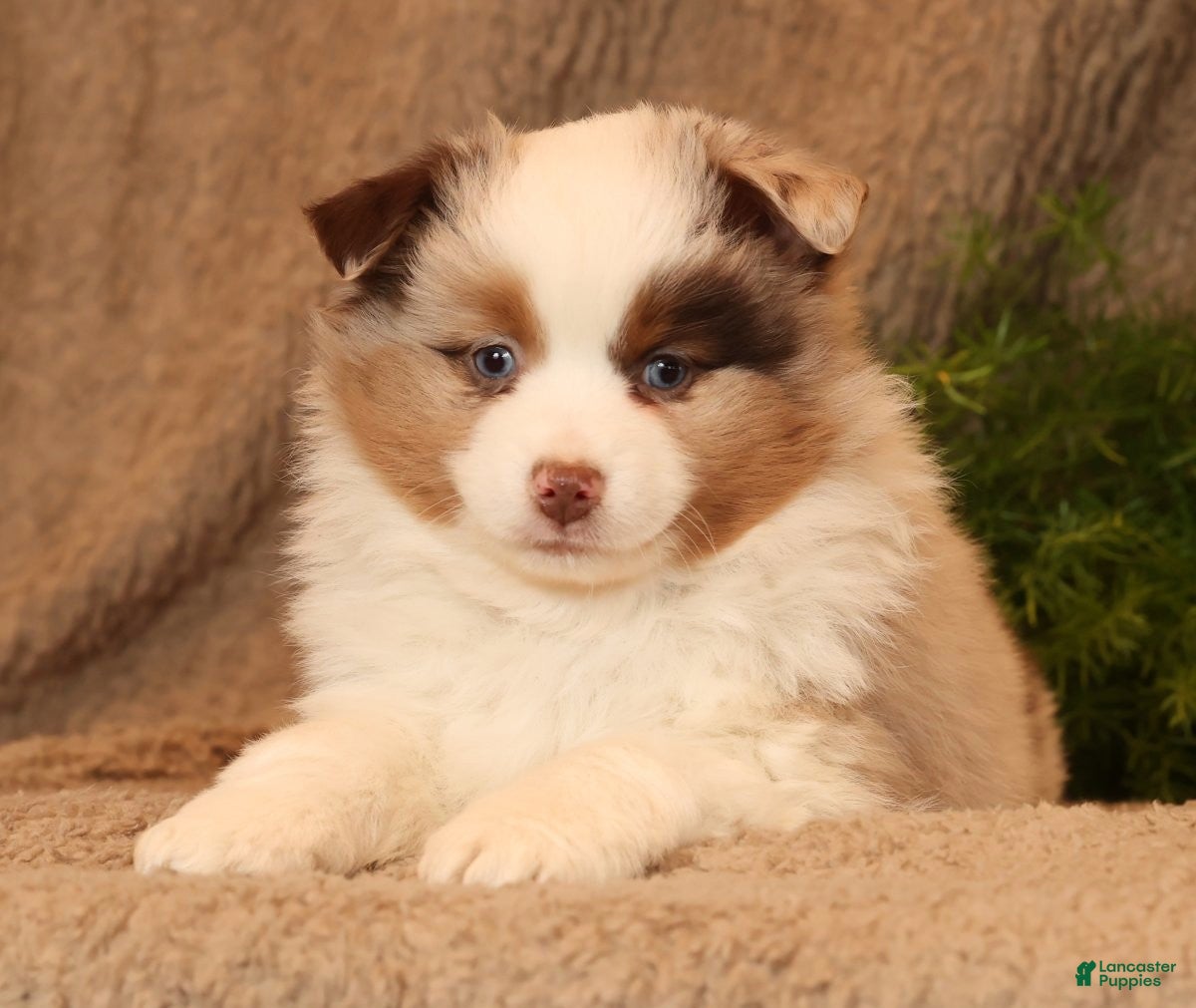 Miniature Australian Shepherd dogs Carmen - Ad 2