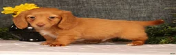 Miniature Dachshund dogs for sale: Jimmy - Ad 8