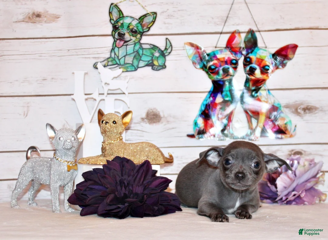 Chihuahua dogs for sale: Denver - Ad 1