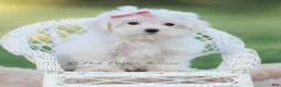 Maltese dogs for sale: Pinkie - Ad 3