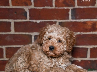 Cockapoo dogs - Ad 21