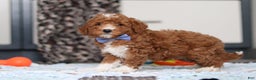 Goldendoodle dogs for sale: Falco - Ad 5