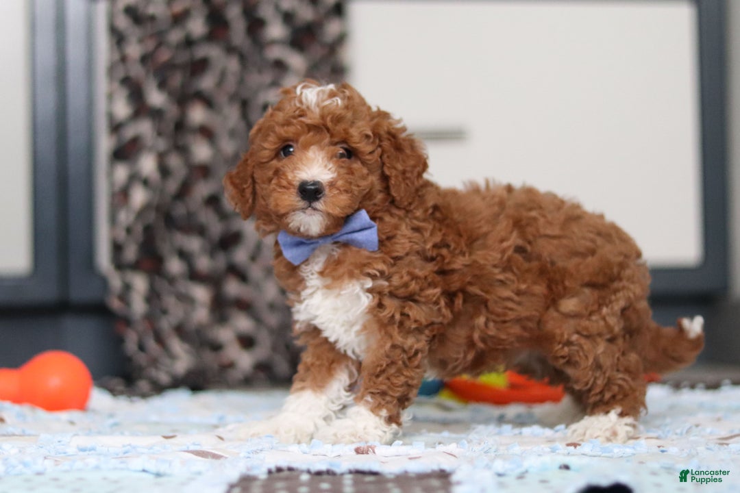 Goldendoodle dogs for sale: Falco - Ad 5