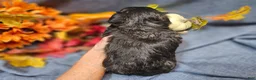 Maltipoo dogs for sale: Jack - Ad 10