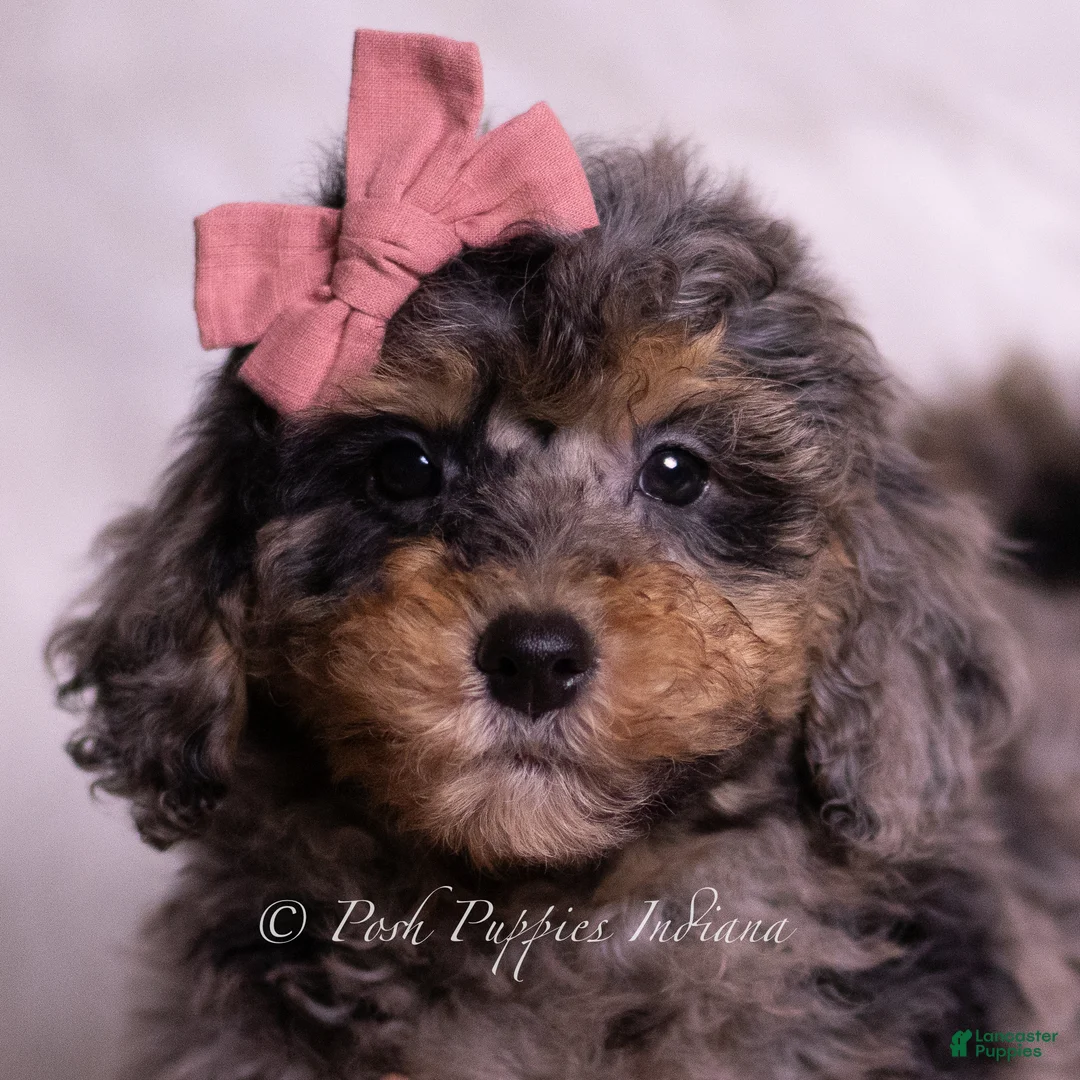 Mini Goldendoodle dogs for sale: Luca - Ad 2