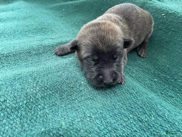 Mixed Breed dogs Red male - Ad 1