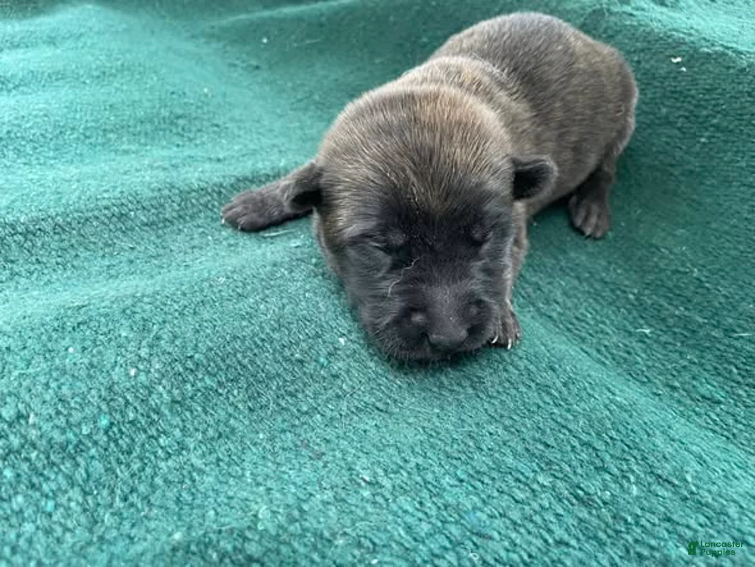 Belgian Malinois dogs for sale: Red male - Ad 1