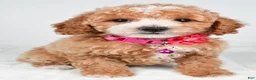 Miniature Poodle dogs for sale: Hope - Ad 5
