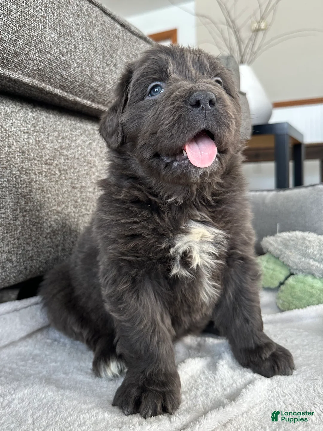 Newfoundland dogs for sale: OFA, AKC, CH “ Tessa”  - Ad 8