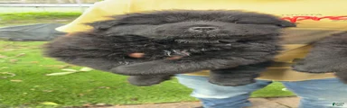 Onyx 